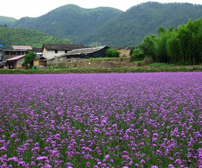 柳叶马鞭草花海