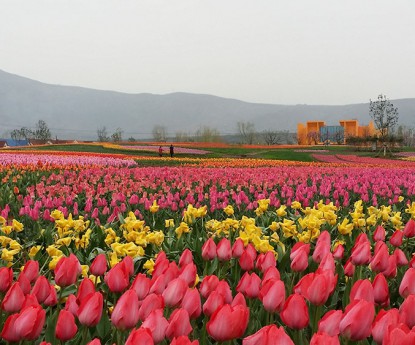 郁金香花海