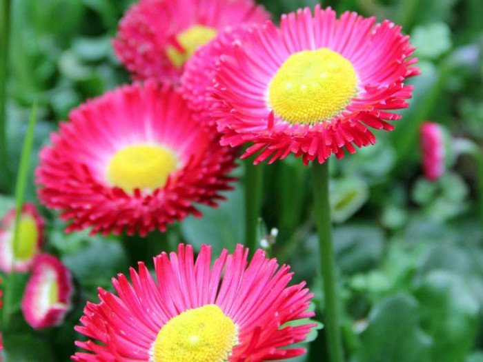 雏菊