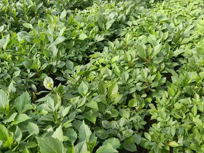 小丽花(穴盘苗)