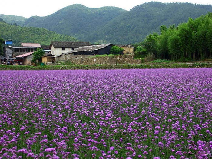 柳叶马鞭草花海