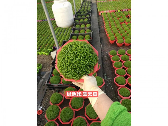 绿地球-翠云草