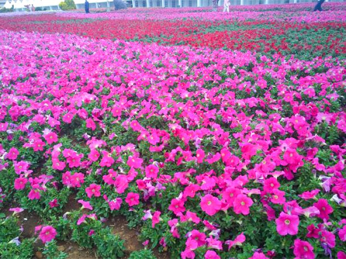 牵牛花花海