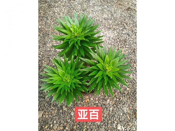 亚百
