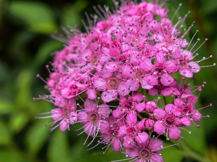 粉花绣线菊