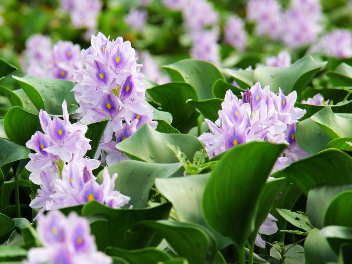 水葫芦