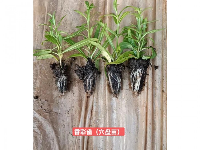 香彩雀(穴盘苗)