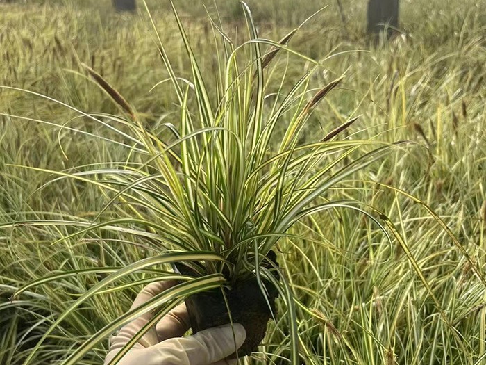 金叶苔草