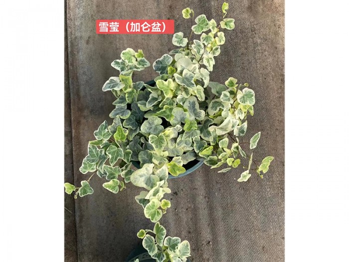 雪莹