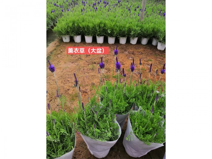 薰衣草