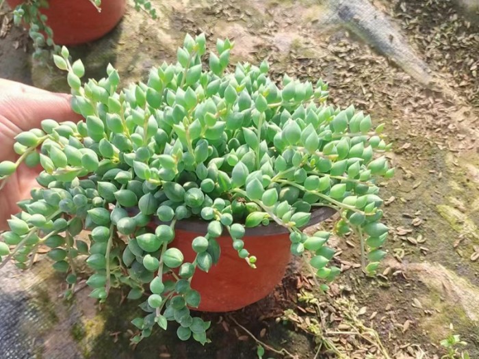 情人泪