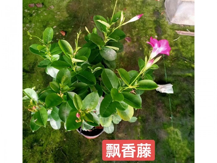 飘香藤