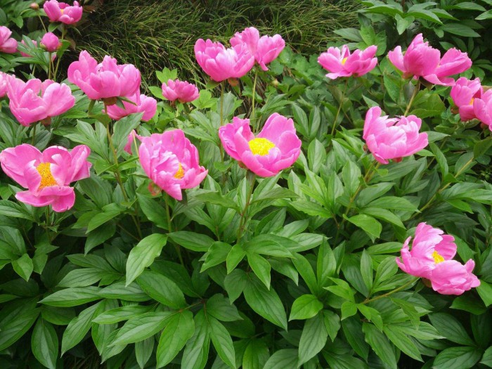 芍药