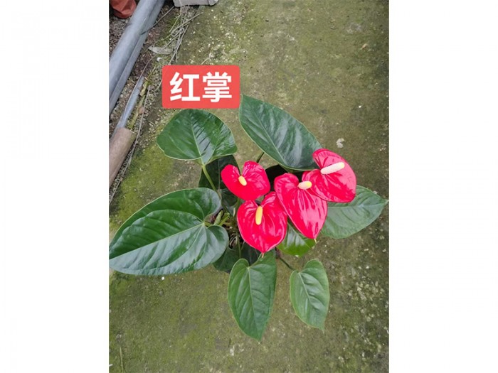 红掌