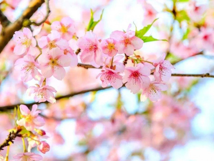 樱花