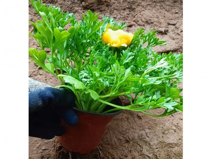 芹叶牡丹