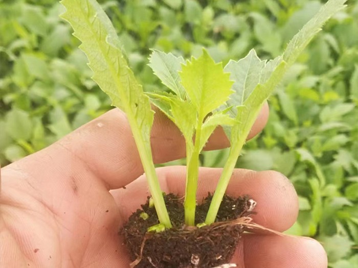 小丽花（穴盘苗）