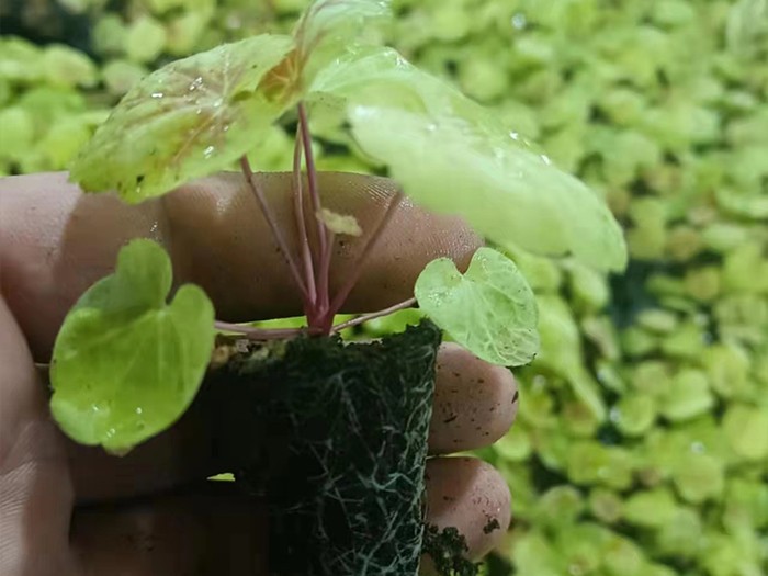 矾根（穴盘苗）