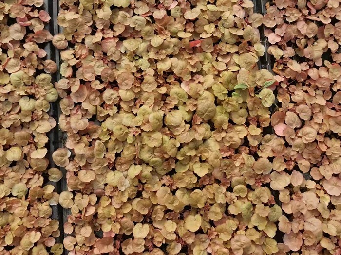 矾根(穴盘苗)