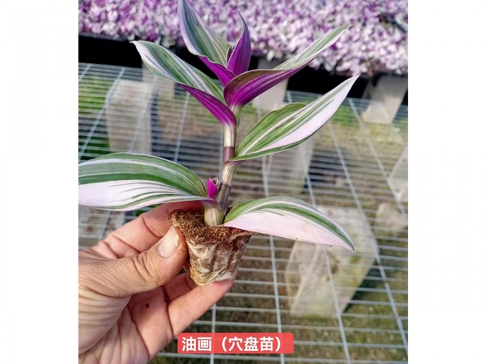 油画(穴盘苗)