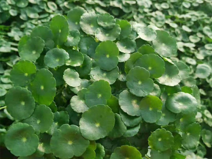 铜钱草