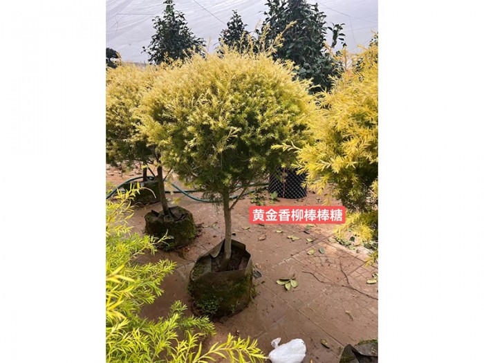 黄金香柳棒棒糖