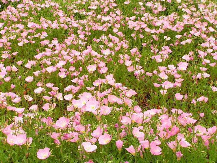 美丽月见草